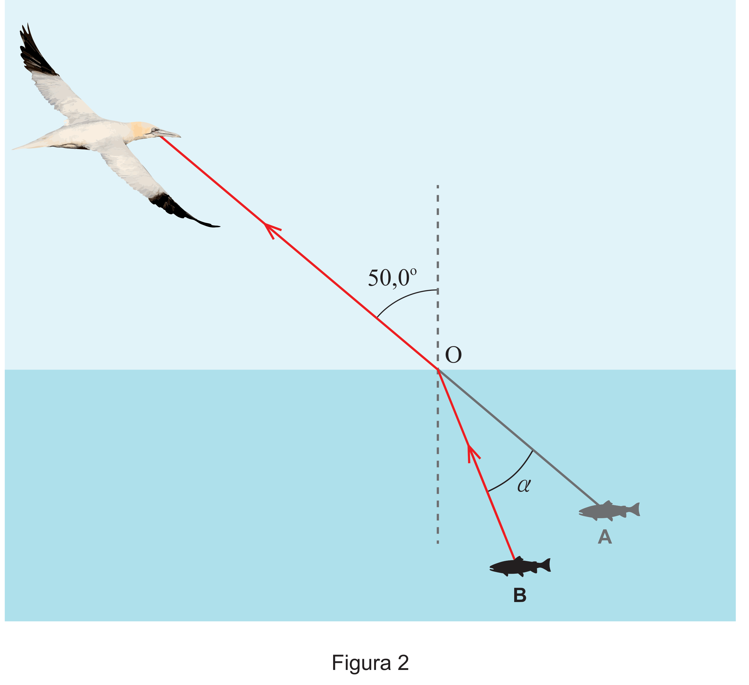 Figura 2: ganso-patola em voo, com um raio de luz refratado na superfície do mar em O; o prolongamento do raio no ar aponta para a posição aparente A do peixe, e o raio real aponta para a posição verdadeira B, formando o ângulo α entre eles
